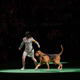 Illustration for article titled Meet Sky, the Wire Fox Terrier Who Just Won the Westminster Dog Show